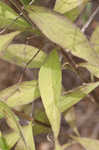 American bellflower